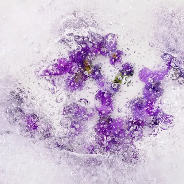 Kokteyller için buz çiçeği. Soğuk içecekler. Şeffaf buz bloğunda menekşe çiçekleri. Kapat.