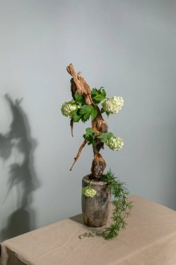 Sanatsal ikebana kompozisyonu. Dalgalanan beyaz viburnum çiçekleri ve yeşil yapraklar bej masadaki yeşil vazoda gölgeli gri duvara karşı.
