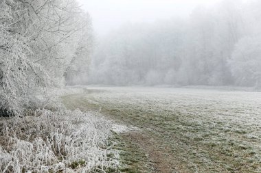 Kış manzarası. Kış ormanlarında ağaç dallarında buz, buz gibi sis. Orta Avrupa 'da kış sisi.
