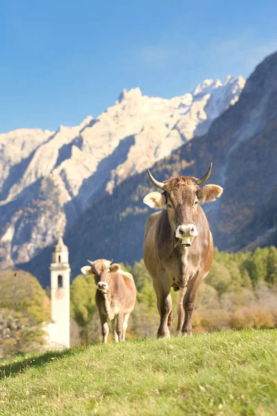 Vacas Pastando Prado Perto Uma Aldeia Suíça — Fotografia de Stock