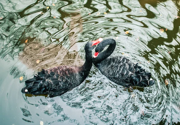 Dois Cisnes Negros Uma Lagoa — Fotografia de Stock