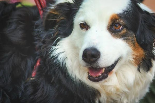 Portrét Feny Australského Ovčáckého Psa — Stock fotografie
