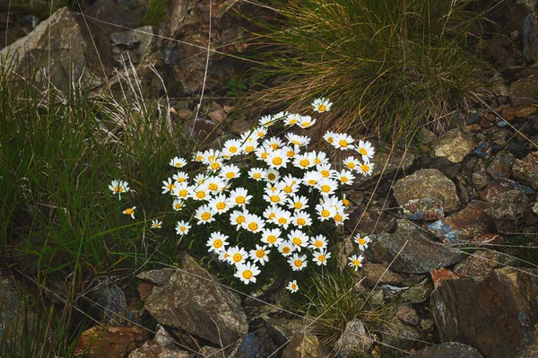 Skupina Květin Horské Sedmikrásky Italských Alpách — Stock fotografie