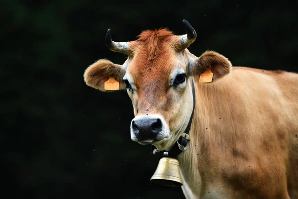 来自意大利北部山区的棕色伯加莫高山奶牛 背景是黑色的 — 图库照片