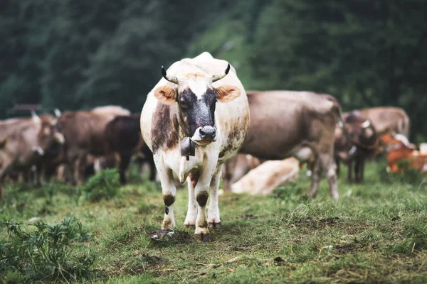Vaca Com Chifres Grandes Pastando Nas Montanhas Bergamo Norte Itália — Fotografia de Stock