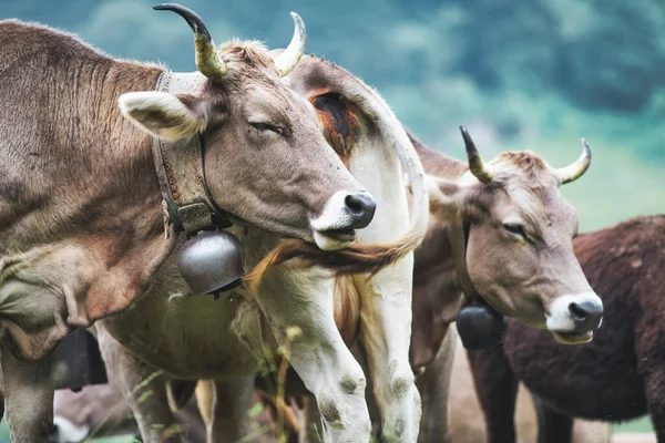 Algumas Vacas Raça Alpina Bergamo Norte Itália Pastando — Fotografia de Stock