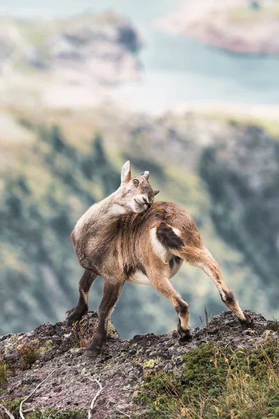 Ένα Ibex Ένα Βράχο Στις Ιταλικές Άλπεις Ξύνοντας Κέρατά Του — Φωτογραφία Αρχείου