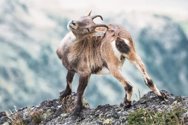 Ένα Ibex Ένα Βράχο Ενώ Ξύσιμο Κέρατά Του — Φωτογραφία Αρχείου