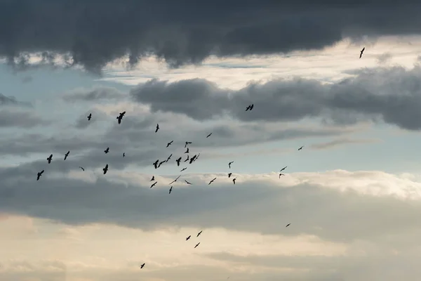 Kuşlar Gökyüzünde Uçuyor Bulutlarla — Stok fotoğraf
