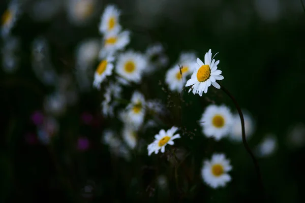 Odaklanan Daisy Çiçekleri Koyu Bir Arkaplanda Bulanıklaşır — Stok fotoğraf