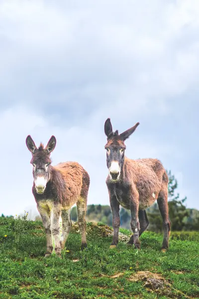 Zwei Esel Auf Einer Weide Den Italienischen Alpen Stockbild