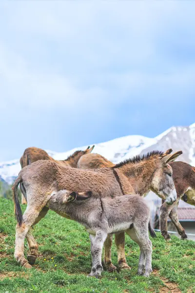 Eselsmutter Mit Wenig Milch Den Italienischen Alpen Stockfoto