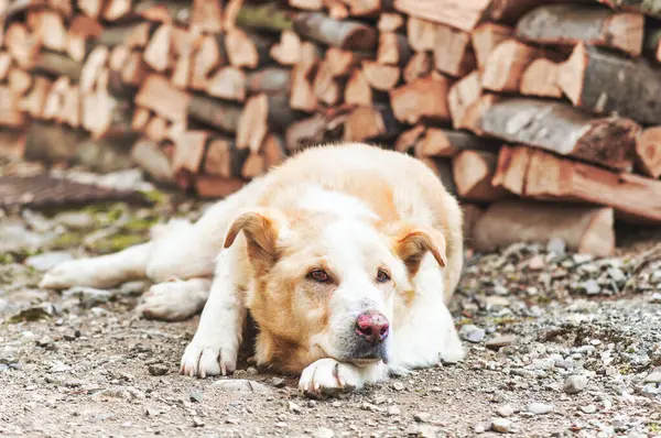 Ein Leichter Mischlingshund Der Nähe Von Brennholz Stockfoto