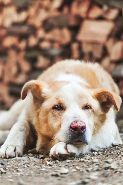 Ein Verlassener Heller Mischlingshund lizenzfreie Stockfotos