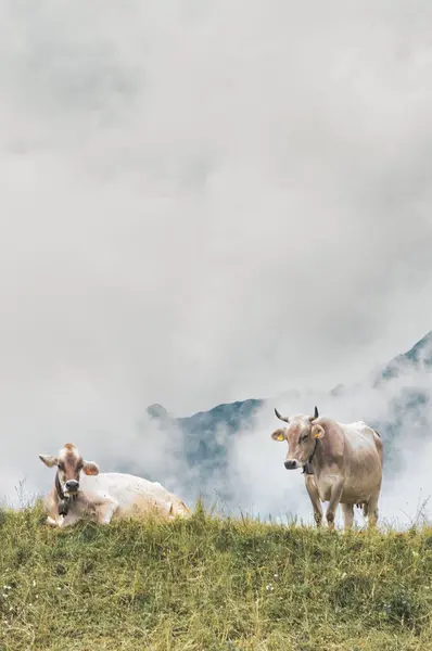 Zwei Kühe Ruhen Auf Der Alm Den Italienischen Alpen Stockbild