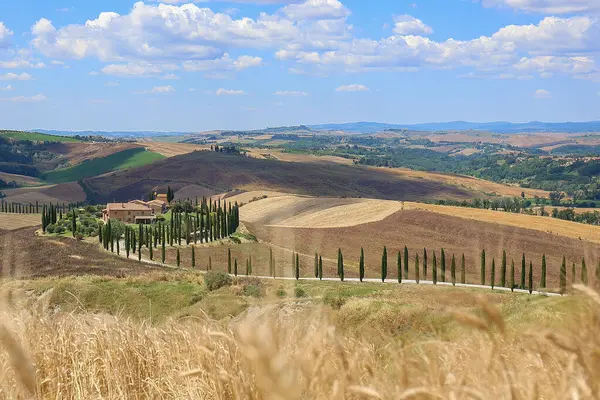 Toskana manzarası, evi ve selvi bulvarı olan tepe.