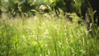 Doğal çayır çimleri rüzgâr esintisiyle yavaşça savruluyordu. Güzel yeşil sallanan çim tarlası rahatlatıcı ve romantik. Rüzgâr esintisi boyunca sallanıyor. Yavaş çekim ve uzayı kopyala. Yeşil çevre kavramı..