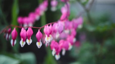 Yumuşak bir esintide dalgalanan kısa bir Fuchsia çiçeği klipsi. Yüksek kaliteli FullHD görüntüler