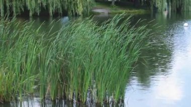 beautiful view through the tall grass near the lake to the wedding arch. High quality FullHD footage