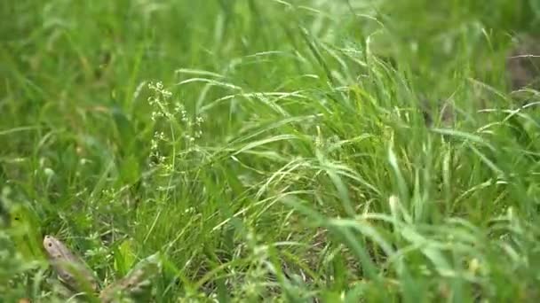 Natural Meadow Grass Slowly Swayed Wind Blow Beautiful Green Swaying — Stock videók