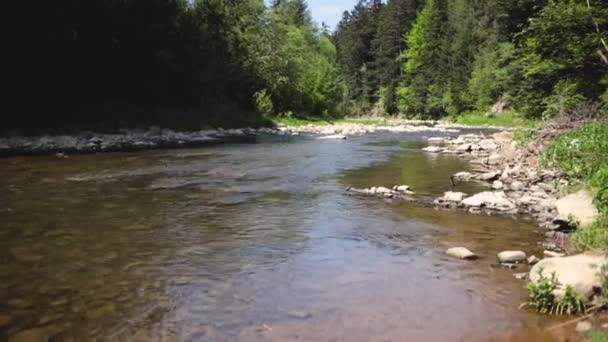 Beautiful Mountain River Stones Green Spring Trees Grows Bank River — Stock Video