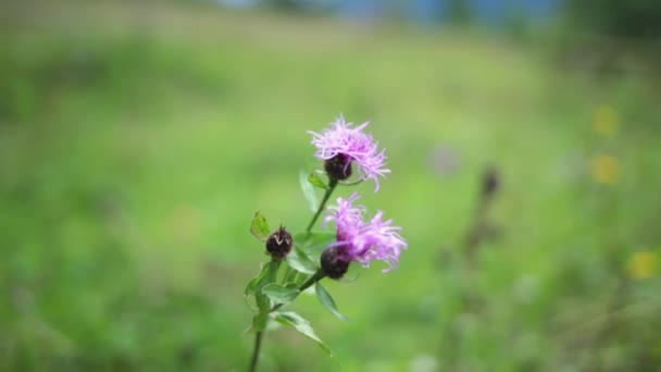 Flowers Pink Clover Trifolium Repens Plant Edible Medicinal Grown Fodder — Vídeo de Stock