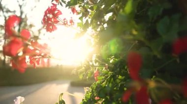 Kapatın. Güneş ağacın yapraklarının arasından parlıyor. Yazın yeşil yapraklı makro güneş ışınları parlak arkaplanlı soyut bir bokeh üzerinde. Arka planda gökyüzü. Güneş Lens Fişeği. Doğa . 