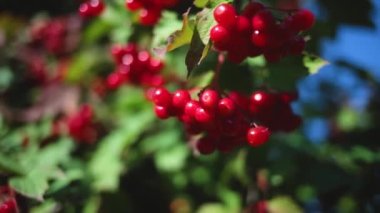 Coffee beans ripening, fresh coffee,red berry branch, industry agriculture on tree in North of Thailand. High quality FullHD footage