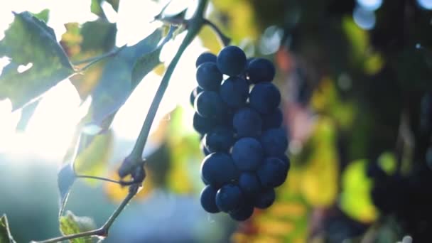 Rijpe Blauwe Druiven Een Tak Met Groene Bladeren Druivenoogst Hoge — Stockvideo