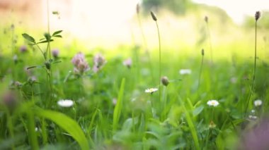 Natural meadow grass slowly swayed by wind blow. The beautiful green swaying grass field is relaxing and romantic. It waving along wind breeze. Slow motion and copy space. Green environment concept..
