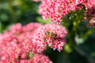 Bir Bombus terrestris 'e yakın, kabarık kuyruklu yaban arısı ya da büyük toprak yaban arısı, pembe çiçeklerin nektarını besliyor. Yüksek kalite fotoğraf