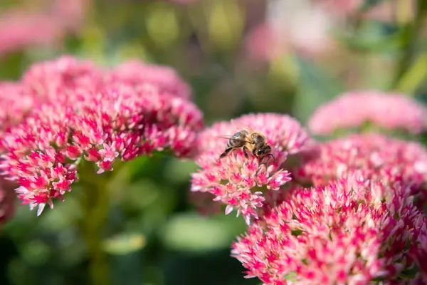 stock image Closeup of a Bombus terrestris, the buff-tailed bumblebee or large earth bumblebee, feeding nectar of pink flowers . High quality photo