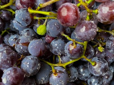 Olgun siyah üzümler ve meyvelerin üzerine su damlaları. Makro. Yüksek kalite fotoğraf