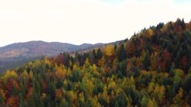 Tepelere bakan bir dron ağaçların üzerinde uçuyor. Yüksek kalite 4k görüntü