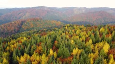 Dağlarda muhteşem renkli bir sonbahar. Kırmızı ve sarı sonbahar ağaçları, sisli dağlar ve sıcak sabah güneşi. UHD, 4K. Yüksek kalite 4k görüntü