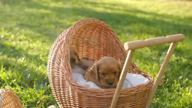 Büyüleyici altın bir köpek yavrusu yemyeşil çimlerin üzerinde örülmüş bir beşiğinde dinleniyor, yukarıdaki sıcak güneş ışığının tadını çıkarıyor.