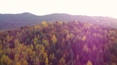 Dağlık bir bölgede renkli bir sonbahar ormanı. Güneşli bir gün. Sonbahar mevsiminde ormanın havadan görünüşü. Sonbahar manzarası. Yüksek kalite 4K görüntü. Yüksek kalite 4k görüntü