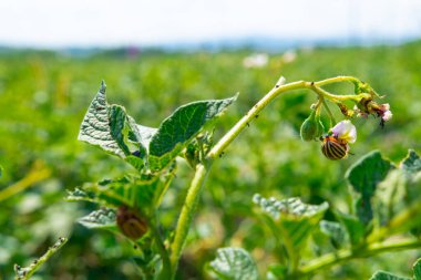 Colorado beetle on potato leaves - selective focus The Colorado potato beetles. High quality photo