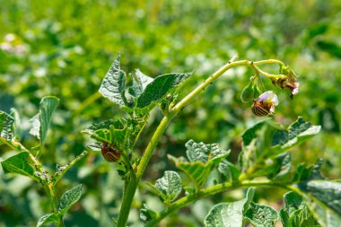 Many Colorado potato beetle.Potato bugs on foliage of potato in nature, natural background, close view.Colorado potato beetle on a light background. High quality photo