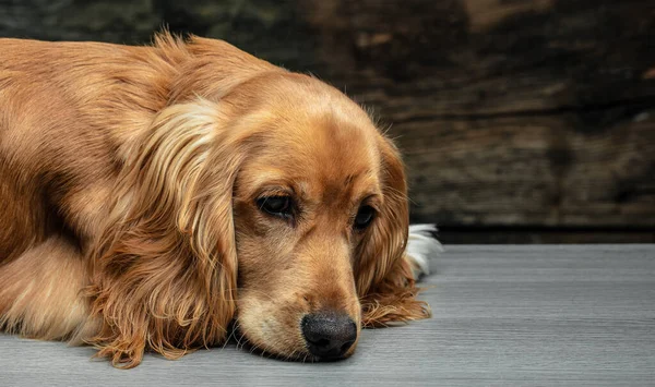 stock image Cocker Spaniel Puppy laying down on a dark background, Long banner format,