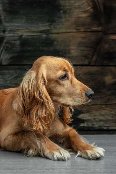 Портрет Собаки Английский Кокер Спани Темном Фоне Место Текста — стоковое фото