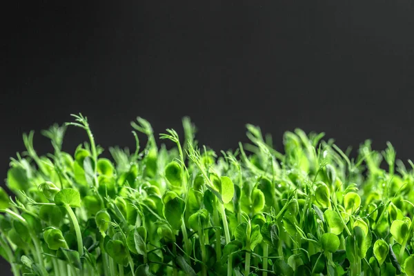 Peas micro greens sprouts close up. Pea green young tendril plants shoots microgreens. Food background. Long banner format.