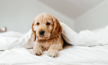 Şirin, oynak köpek ya da beyaz yatakta evcil Cocker Spaniel köpek yavrusu. Bir köpeğin komik anları.