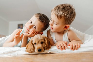 Şirin, oynak köpek ya da beyaz yatakta evcil Cocker Spaniel köpek yavrusu. Bir köpeğin komik anları.