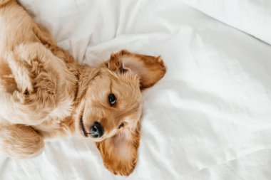 İngiliz cocker spaniel köpek yavrusu yatağa uzanıyor. Bir köpek evcil hayvanının hayatından komik anlar.