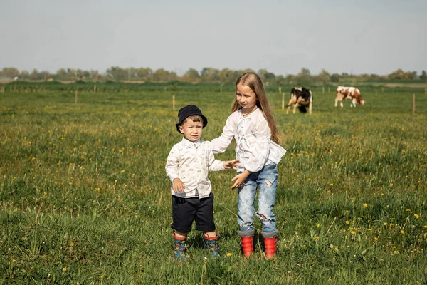 Happy Farmer children family in green field with big cow in a green field with flowers on a sunny summer day. biological milk products.