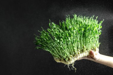 çocukların ellerinde mikroyeşil lahanalar çiğ lahanalar, mikro yeşiller. Bezelye. Evdeki küçük bahçıvan. sağlıklı yeme kavramı.