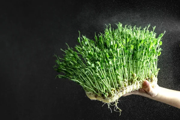 çocukların ellerinde mikroyeşil lahanalar çiğ lahanalar, mikro yeşiller. Bezelye. Evdeki küçük bahçıvan. sağlıklı yeme kavramı.