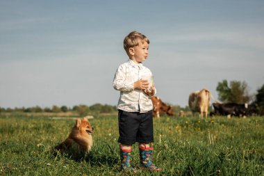 Süt bardağını elinde tutan sevimli küçük çocuk sütünü elinde tutuyor, büyük ineği yeşil bir tarlada güneşli bir yaz gününde çiçeklerle.,