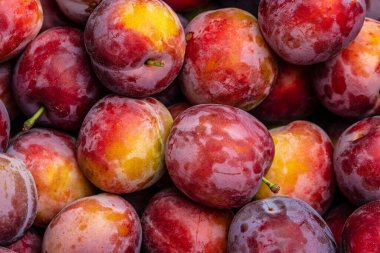 Fresh plum. Red whole plums on a dark background. place for text, top view.